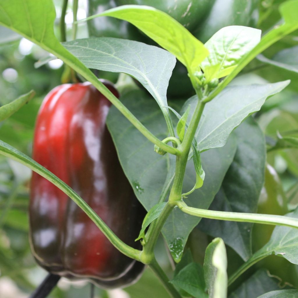 Paprika Lamuyo F1 (jonge planten - geënt)