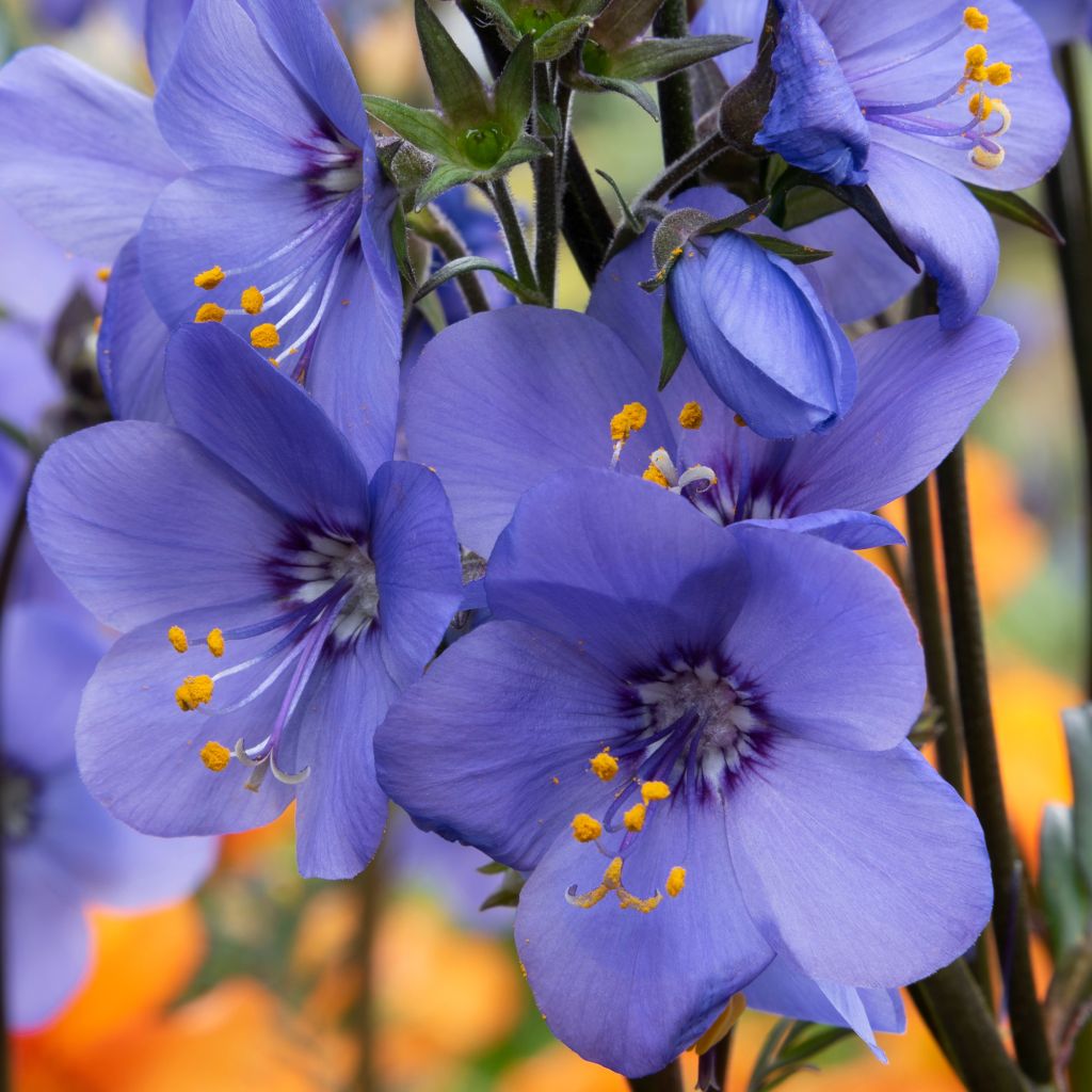 Polemonium Bressingham Purple - Jakobsladder