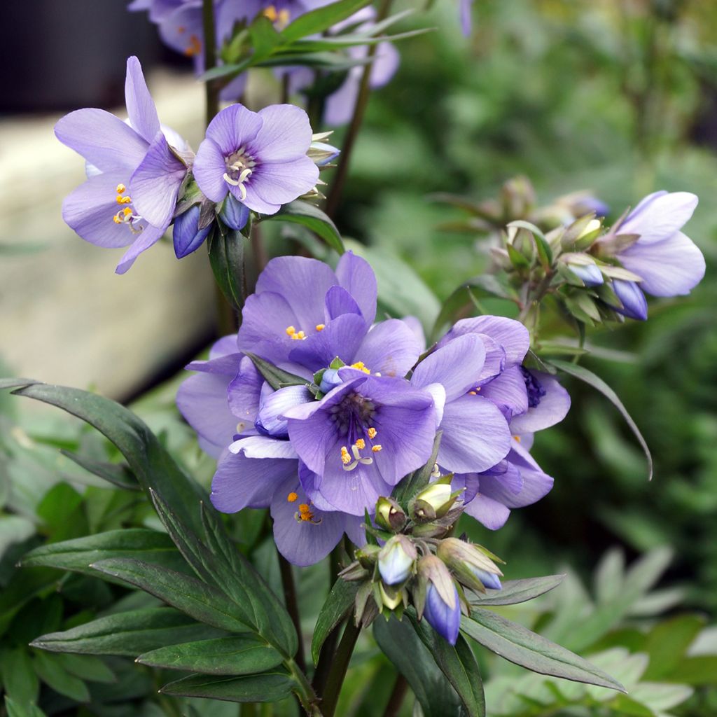 Polemonium Bressingham Purple - Jakobsladder
