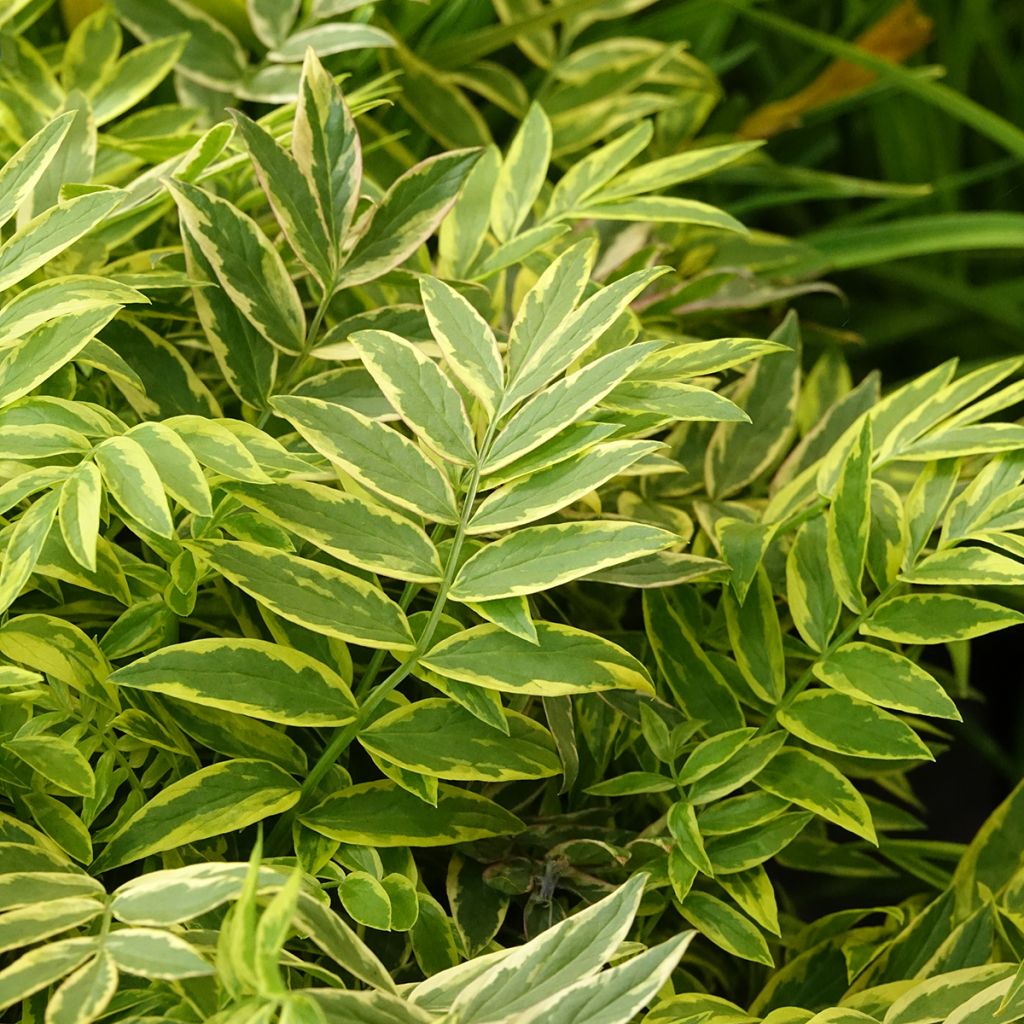 Polemonium pulcherrimum Golden Feathers - Jakobsladder