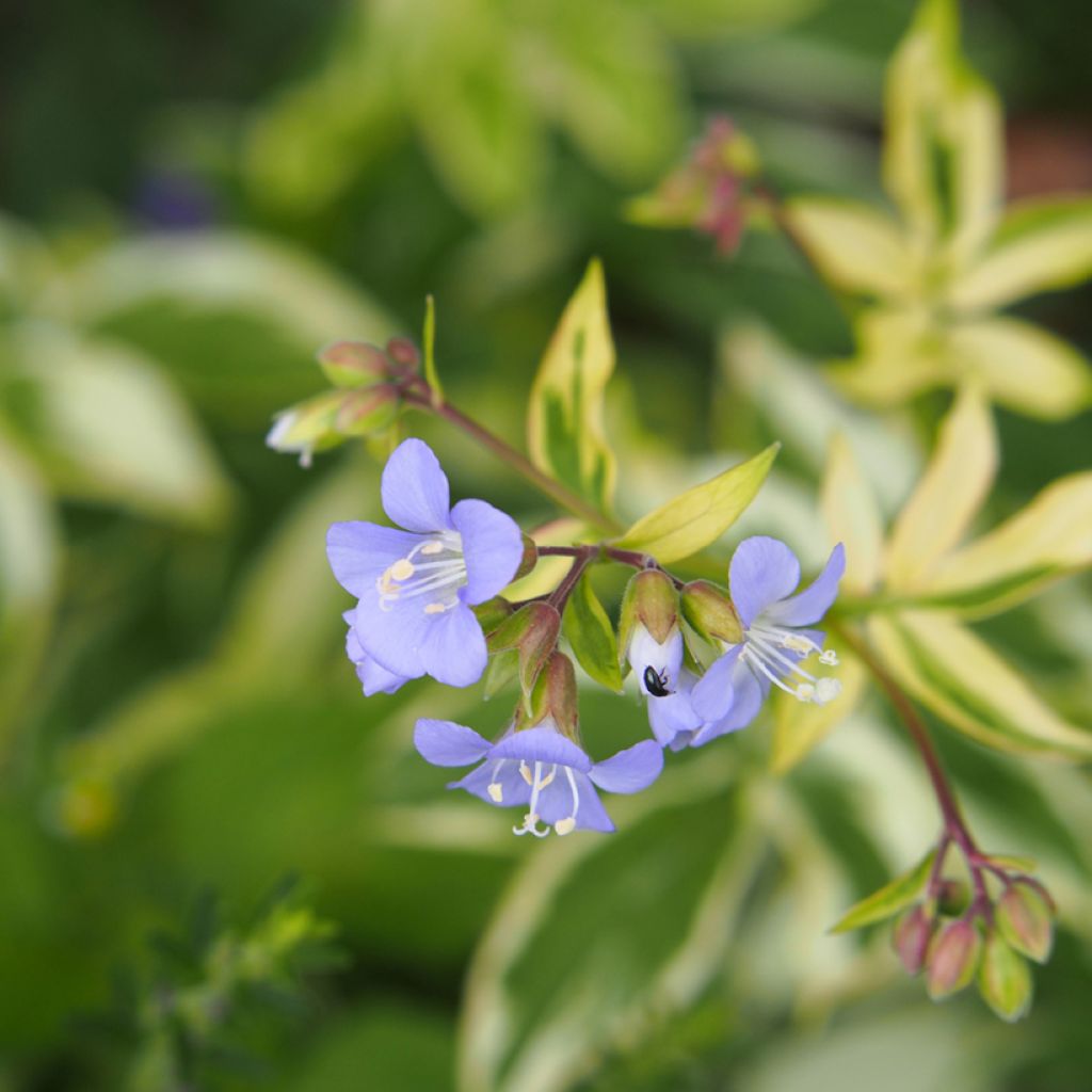 Polemonium Stairway to Heaven - Griekse valeriaan