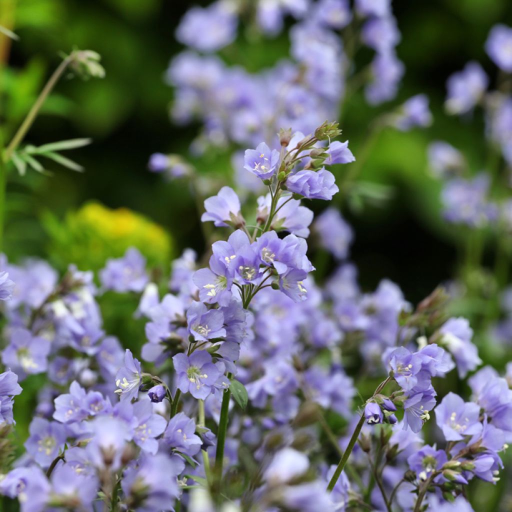 Polemonium Stairway to Heaven - Griekse valeriaan