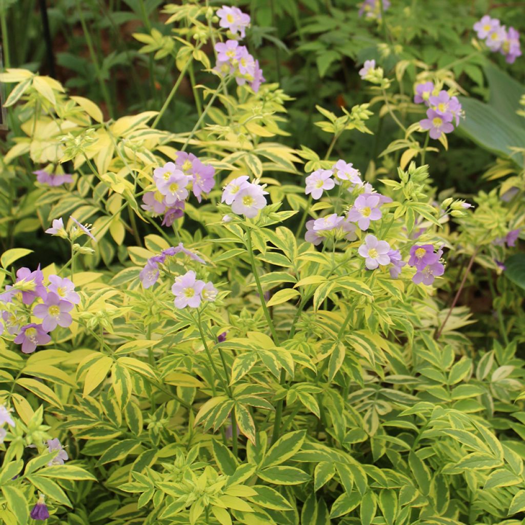 Polemonium pulcherrimum Golden Feathers - Jakobsladder