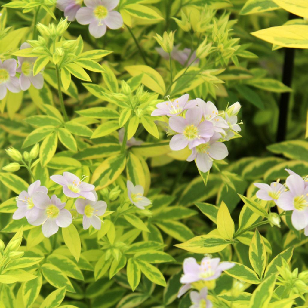 Polemonium pulcherrimum Golden Feathers - Jakobsladder