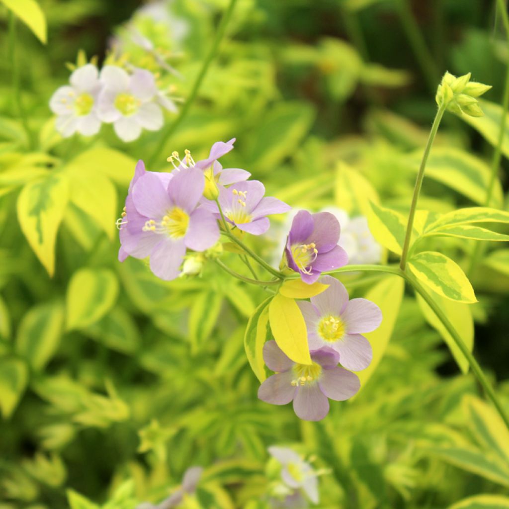 Polemonium pulcherrimum Golden Feathers - Jakobsladder
