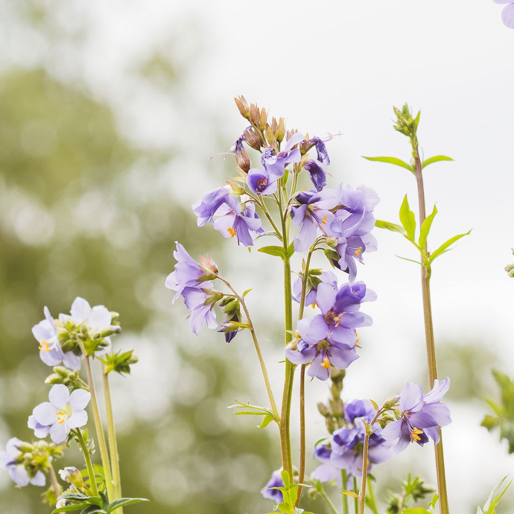 Polemonium reptans Blue Pearl - Griekse valeriaan