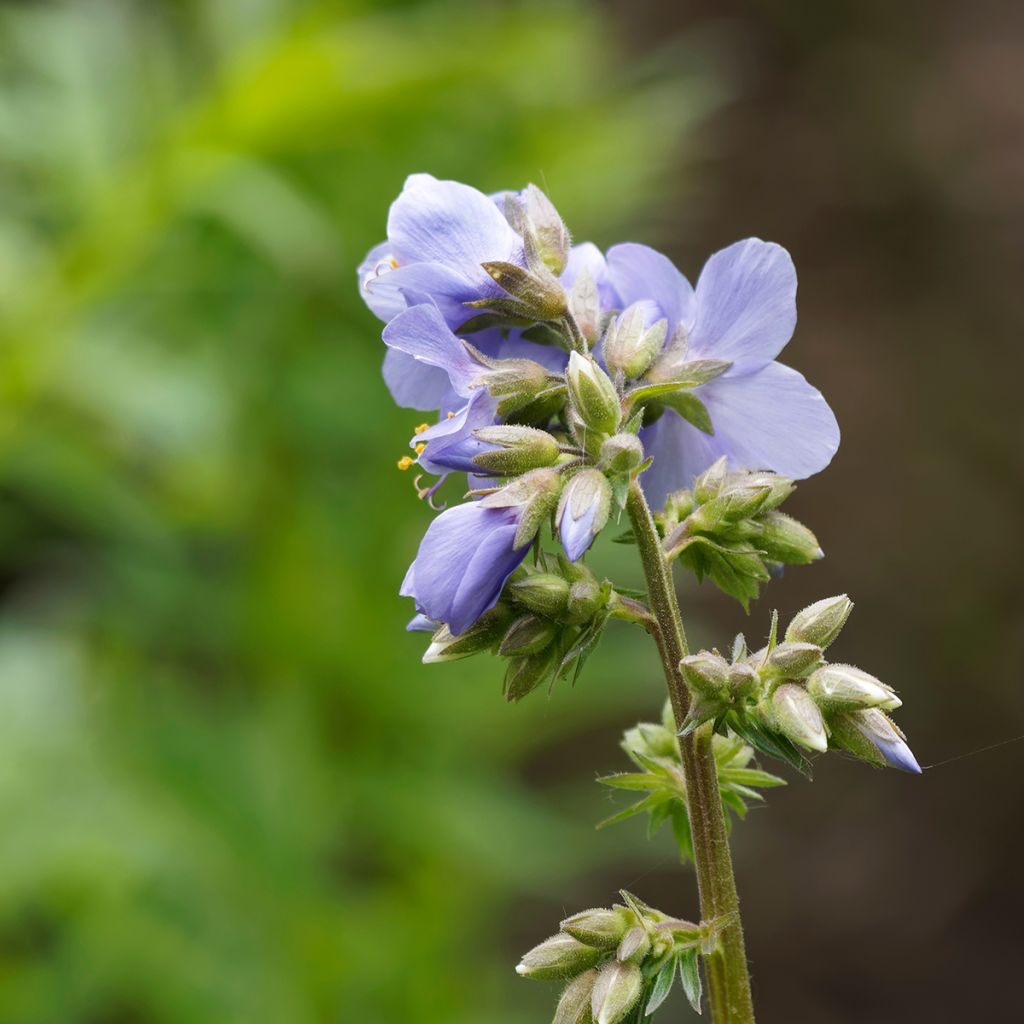 Polemonium reptans Blue Pearl - Griekse valeriaan