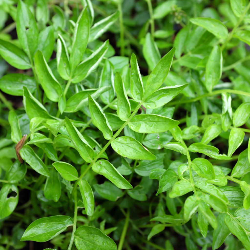 Polemonium reptans - Griekse valeriaan