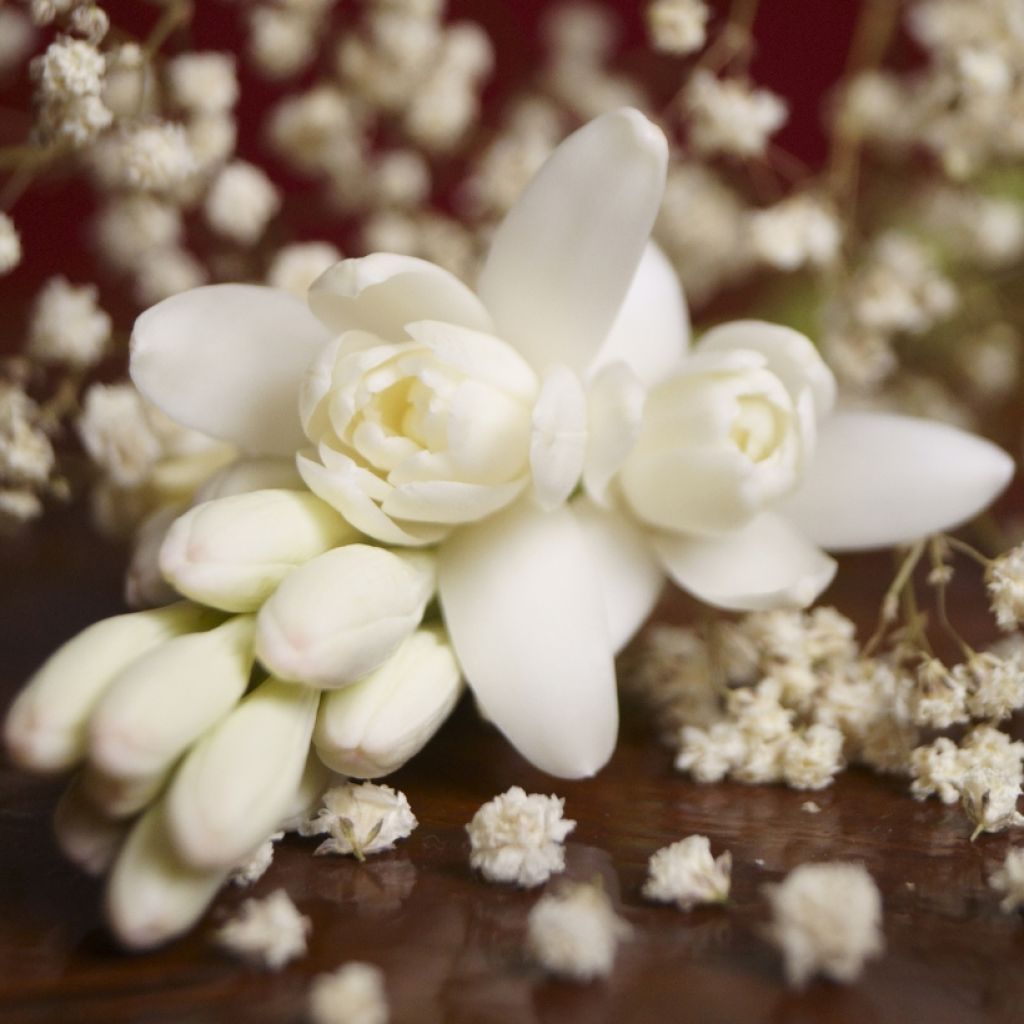 Polianthes tuberosa The Pearl - Tuberoos