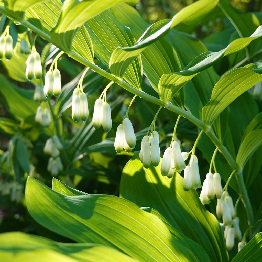 Polygonatum commutatum - Salomonszegel