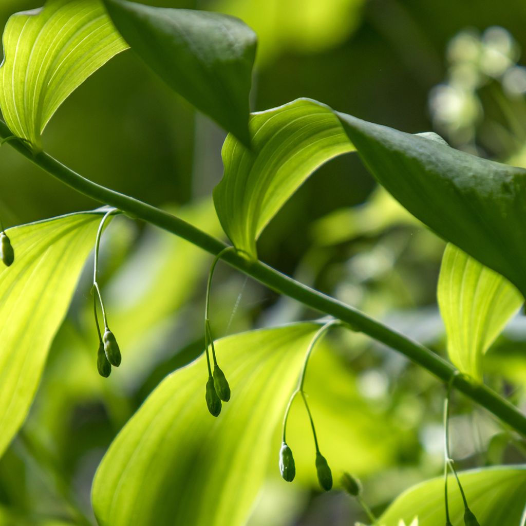 Polygonatum commutatum - Salomonszegel
