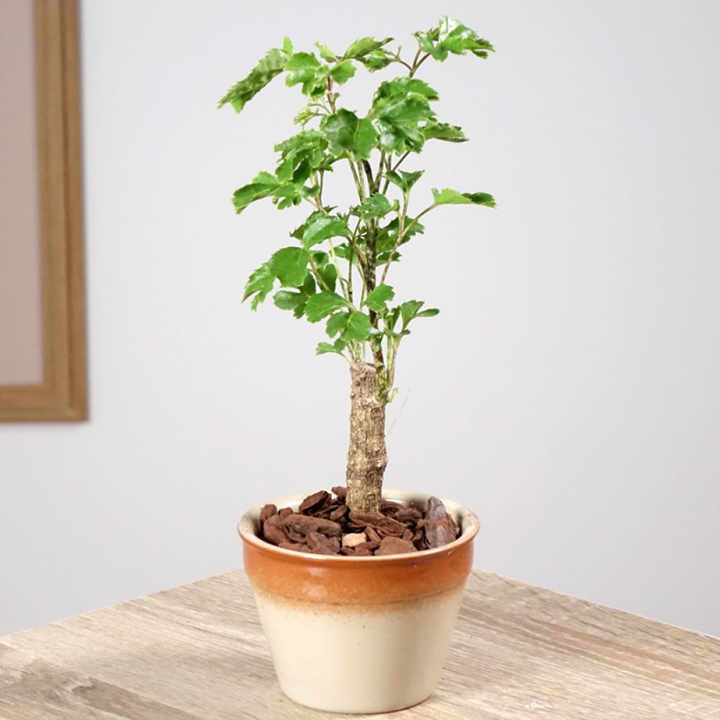 Polyscias balfouriana Butterfly - Aralia