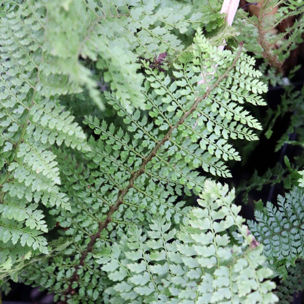 Polystichum setiferum Herrenhausen - Zachte naaldvaren