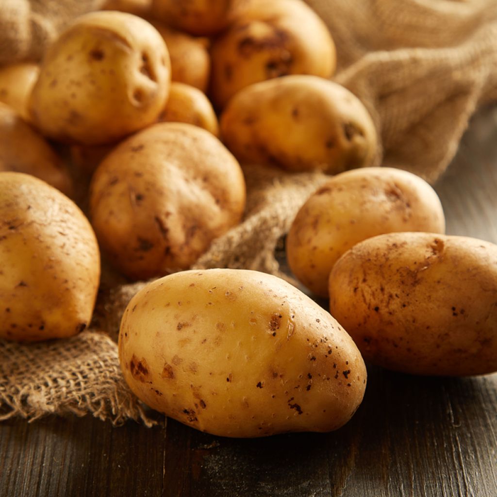 Aardappel Angélique (pootgoed)