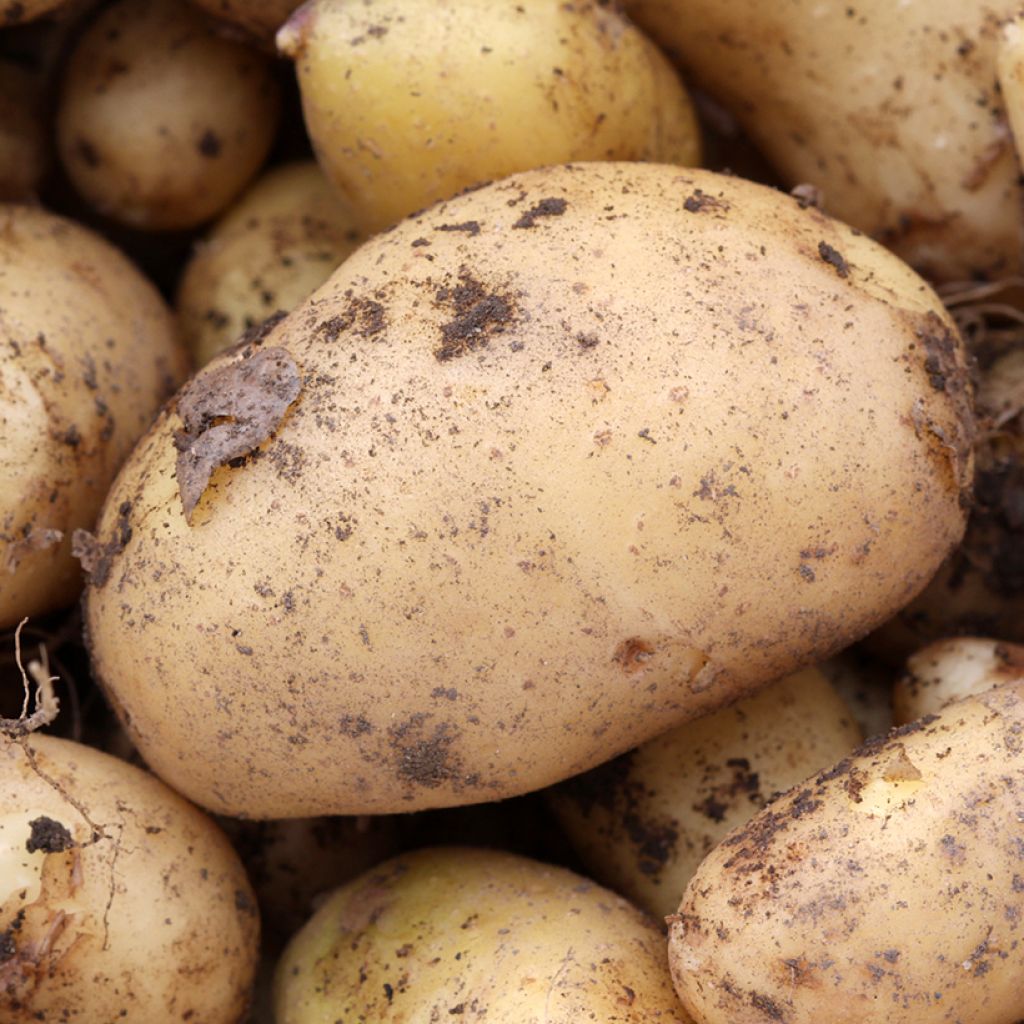 Aardappel JB007