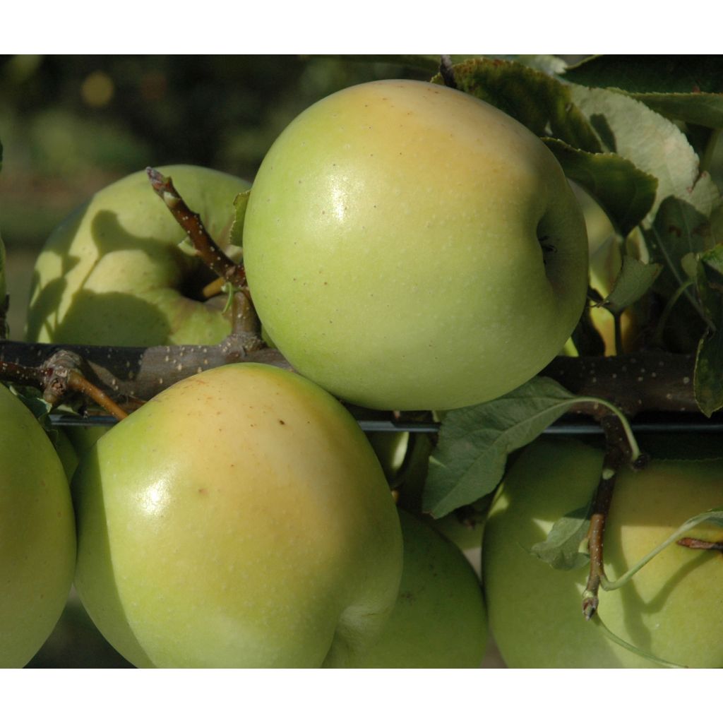 Appelboom Golden Delicious