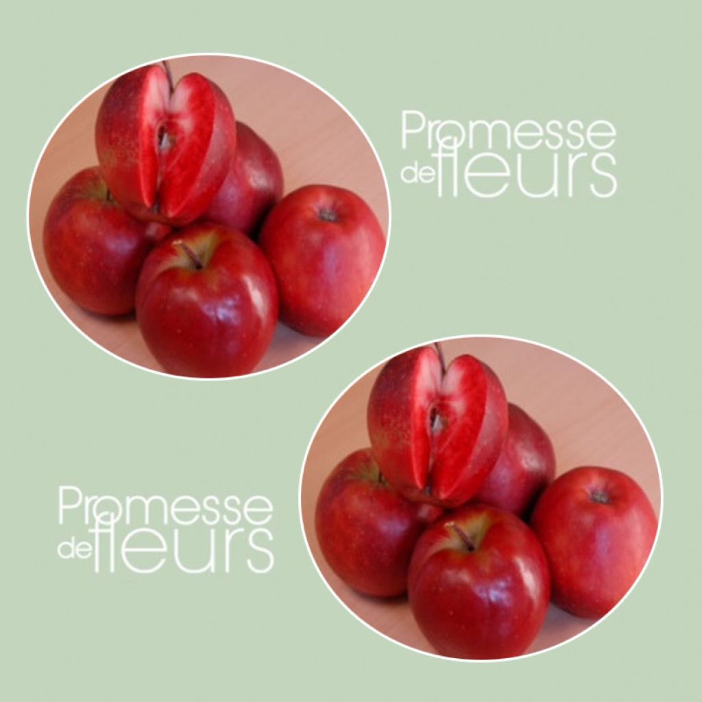 Pommier Maggy® - Malus domestica 