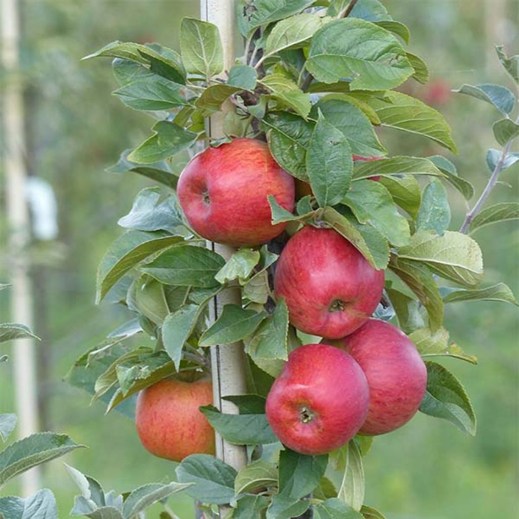 Appelboom Reine des Reinettes