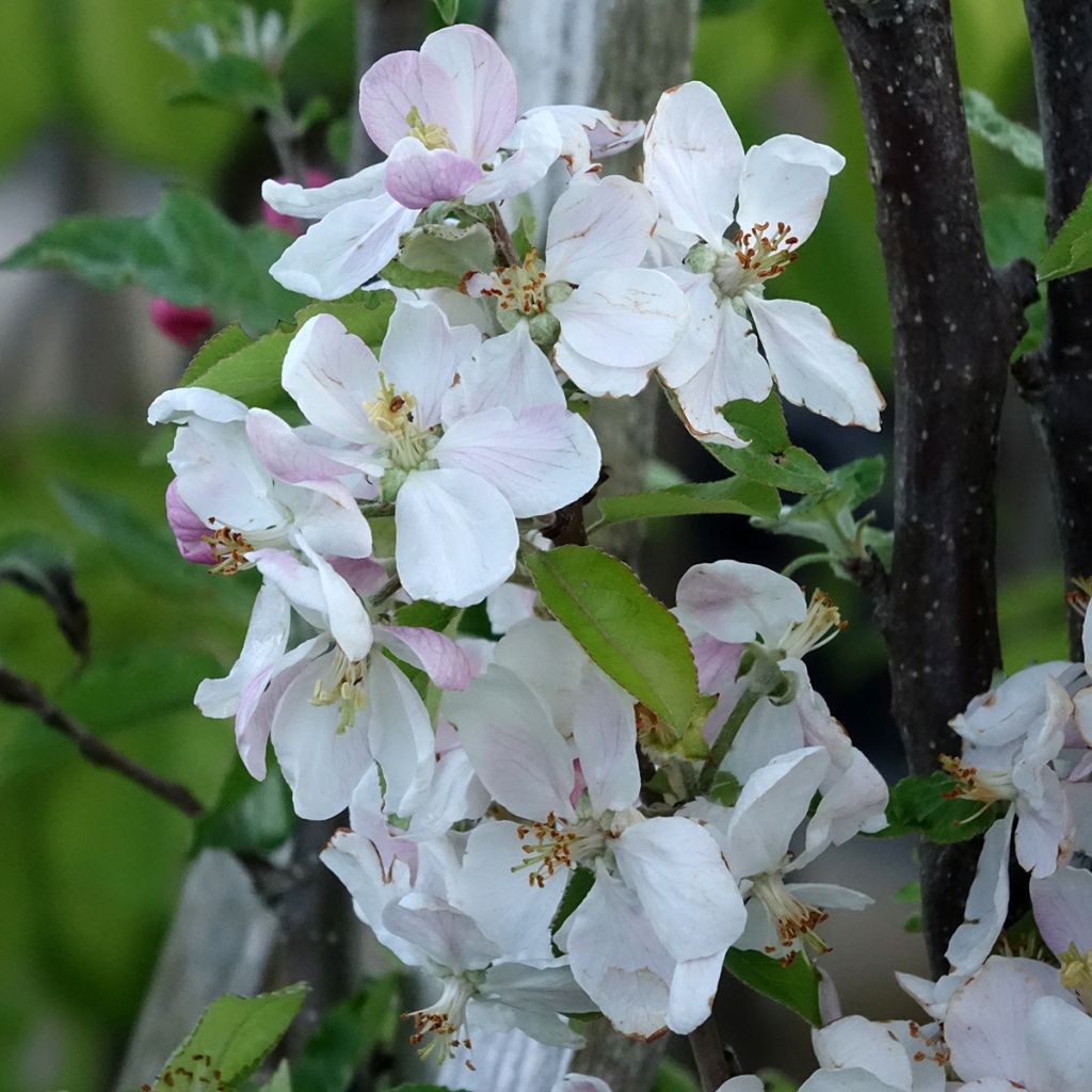 Appelboom Royale Delbard - Georges Delbard