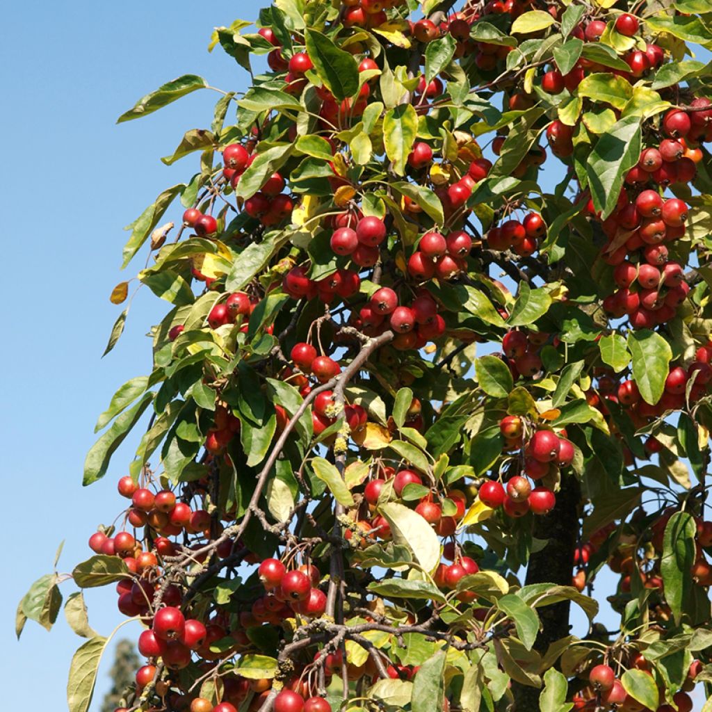Malus sieversii - Aziatische wilde appel
