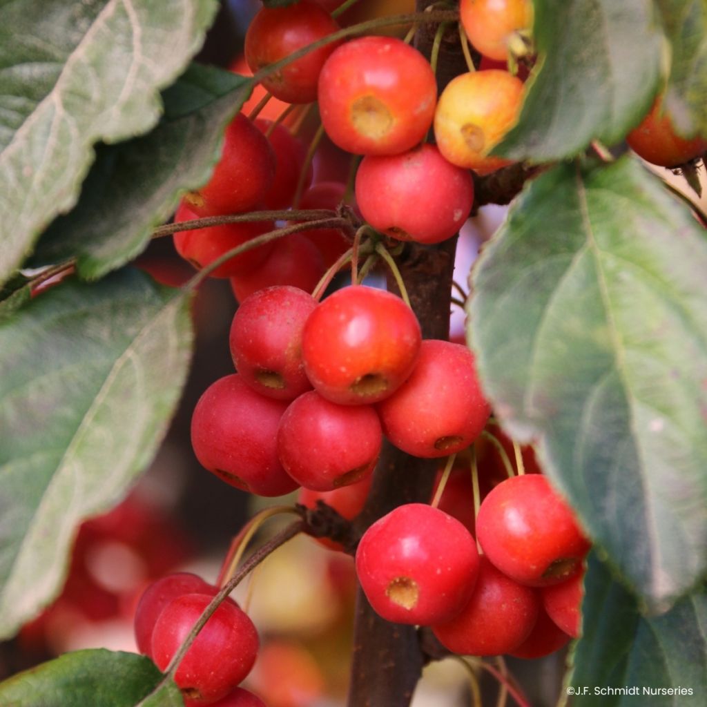 Malus Ivory Spear - Sierappel