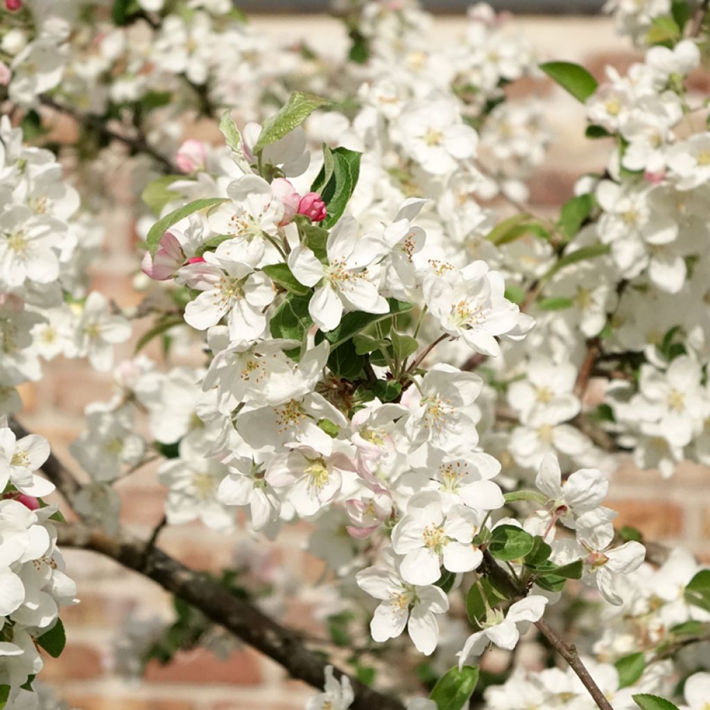 Malus Evereste Perpetu - Sierappel