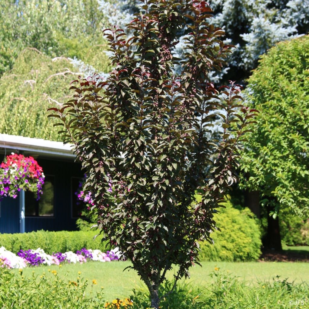 Malus Raspberry Spear - Sierappel