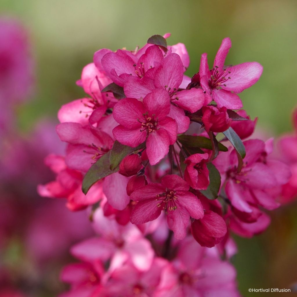 Malus Royal Raindrops - Sierappel