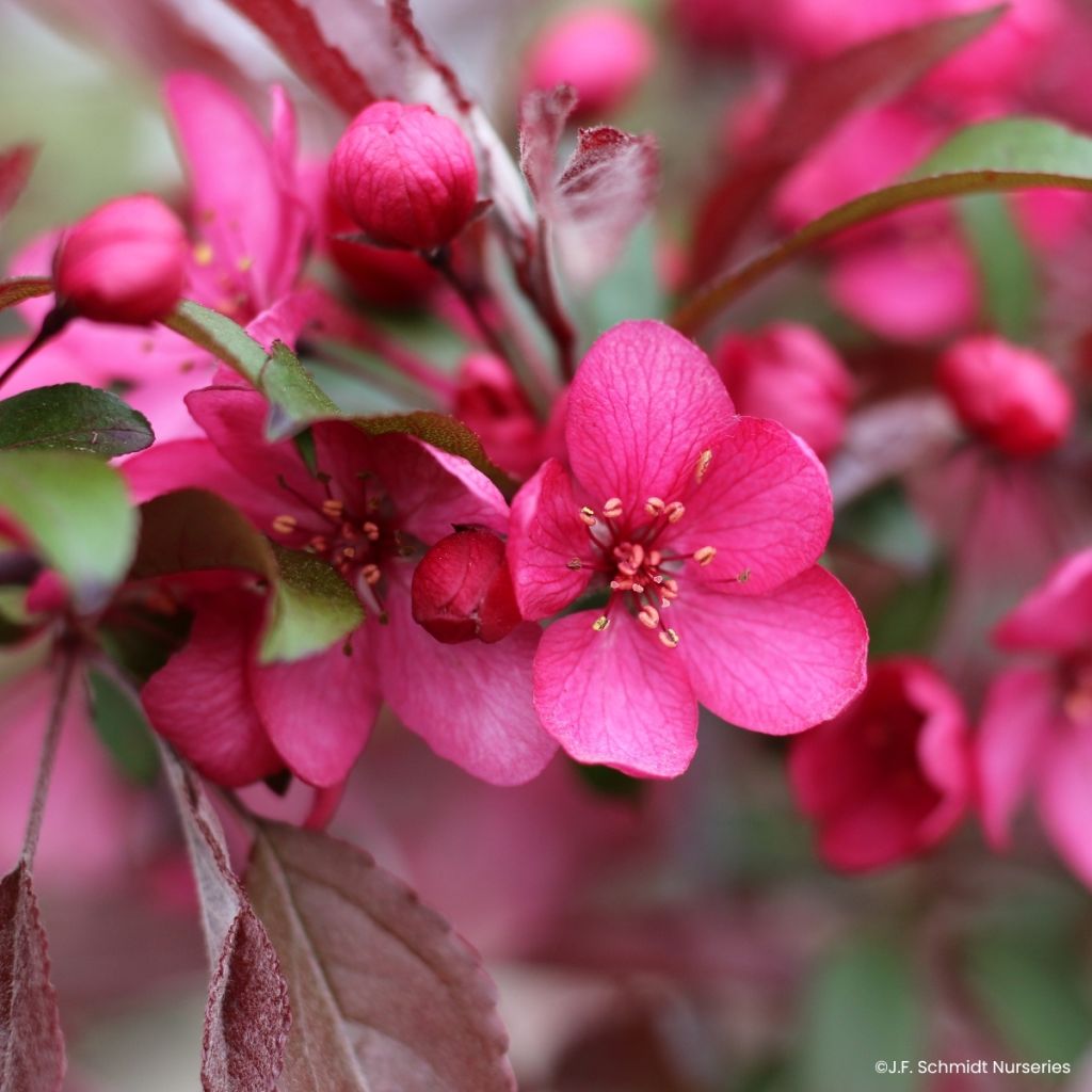 Malus Royal Raindrops - Sierappel