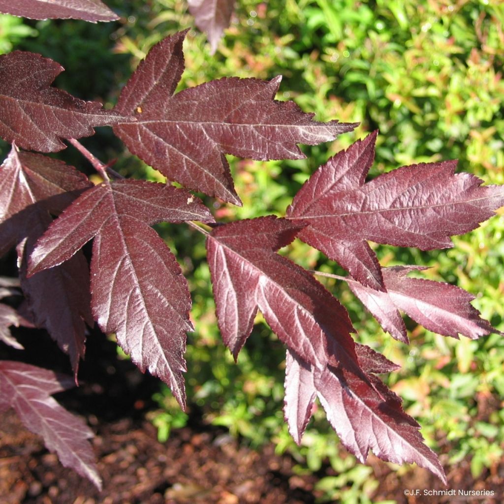 Malus Royal Raindrops - Sierappel