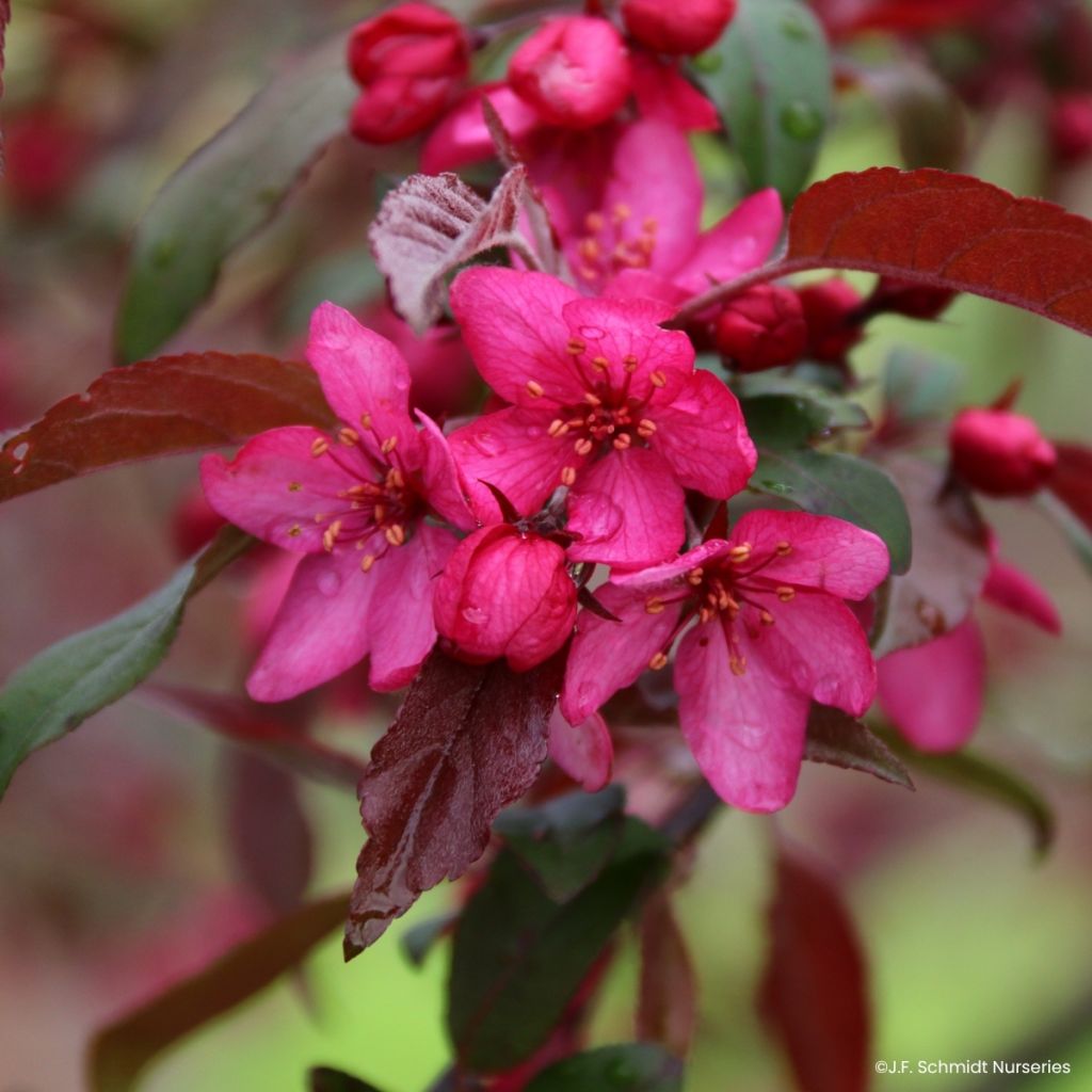 Malus Royal Raindrops - Sierappel
