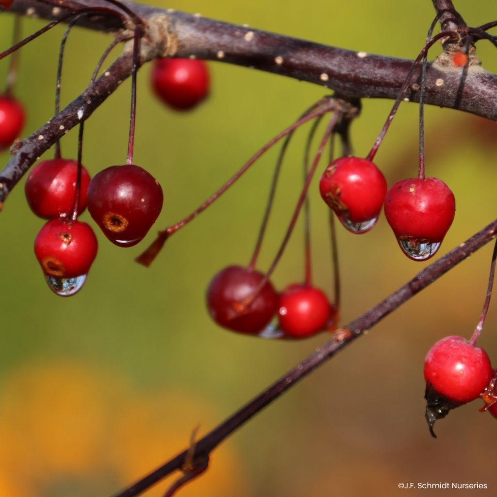 Malus Royal Raindrops - Sierappel