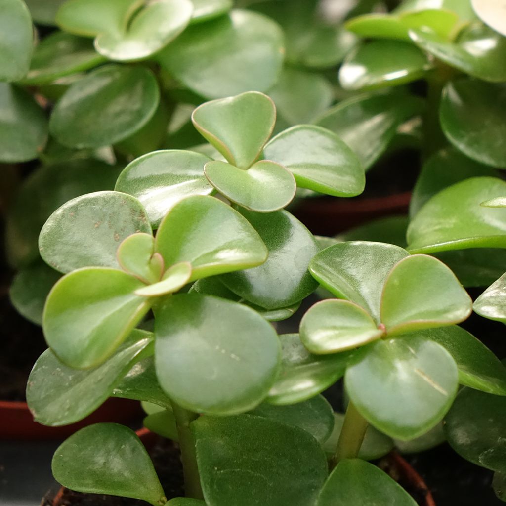 Portulacaria afra Variegata - Spekboom