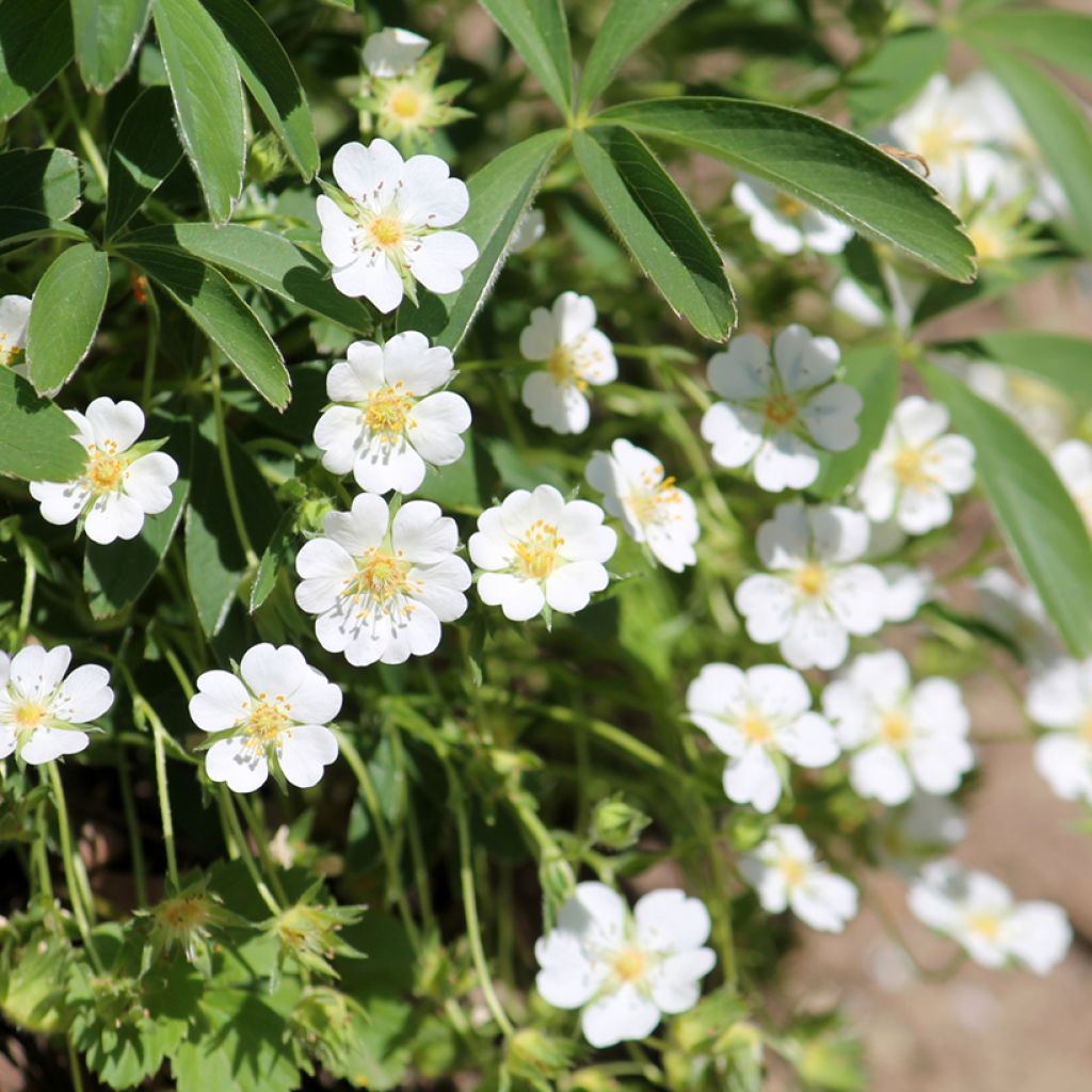 Potentilla alba - Witte ganzerik