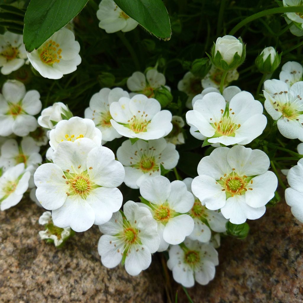 Potentilla alba - Witte ganzerik