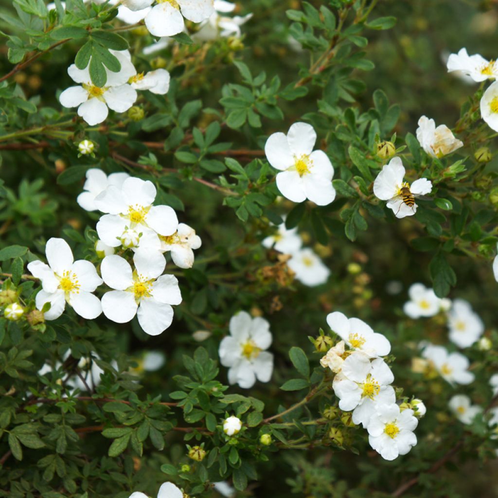 Potentilla alba - Witte ganzerik