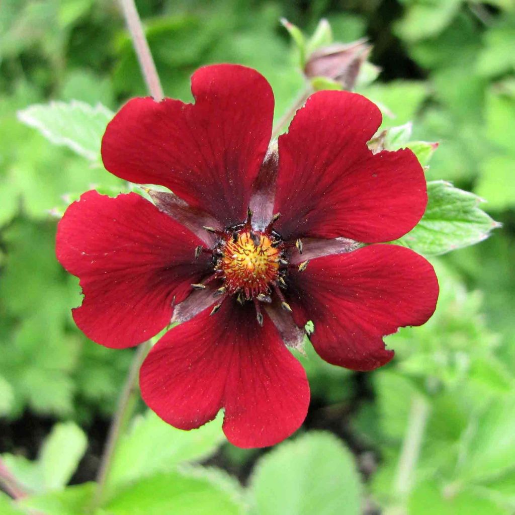 Potentille sanguine - Potentilla atrosanguinea