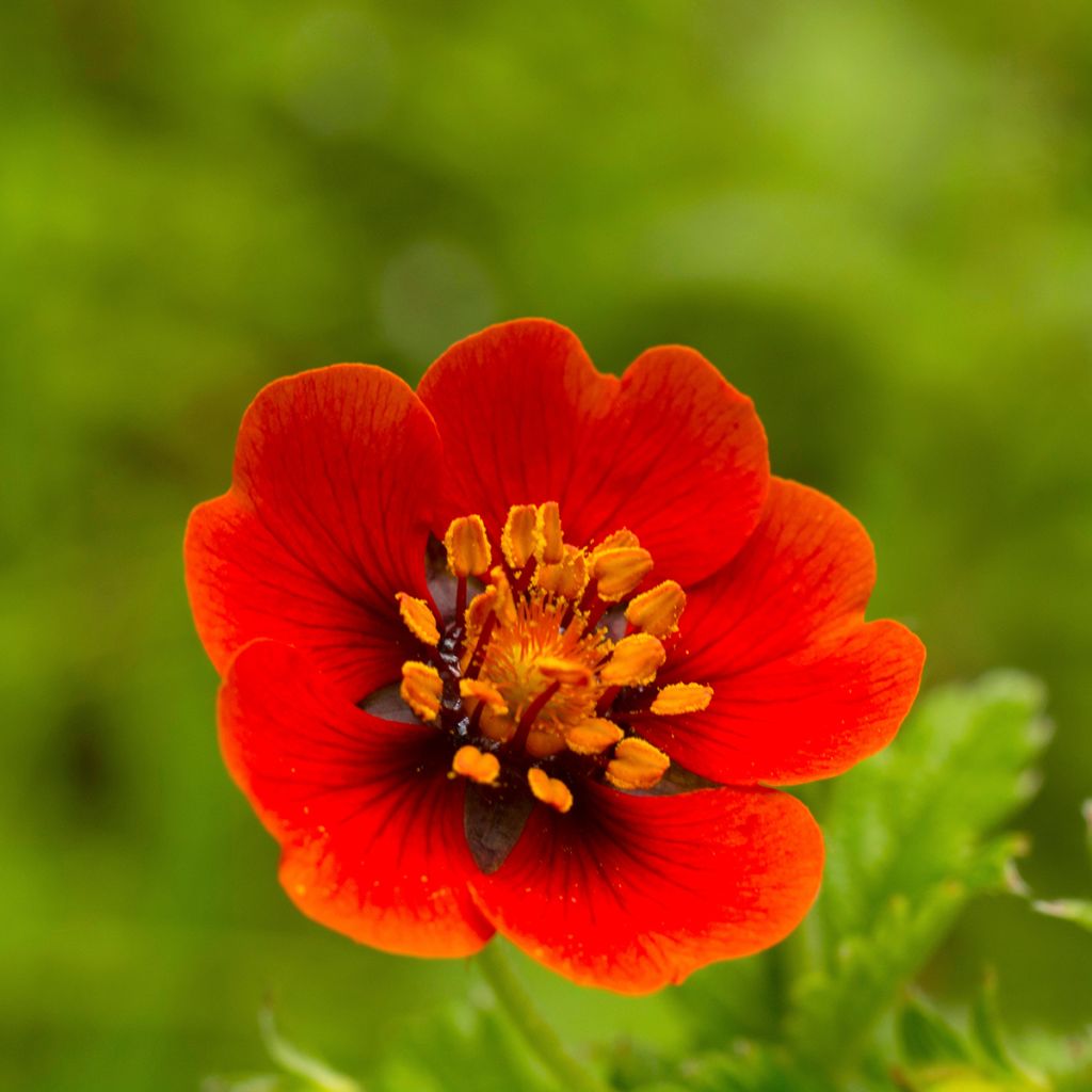 Potentilla atrosanguinea - Donkerbloedrode ganzerik
