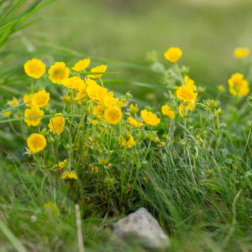 Potentilla aurea - Gouden ganzerik