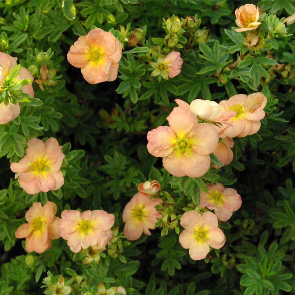 Potentilla fruticosa Bella Apple - Struikganzerik