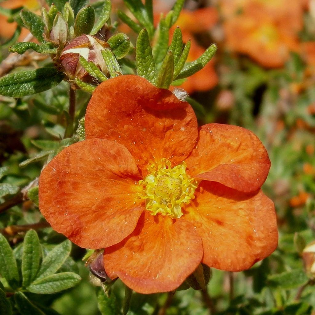 Potentilla fruticosa Red Ace - Struikganzerik