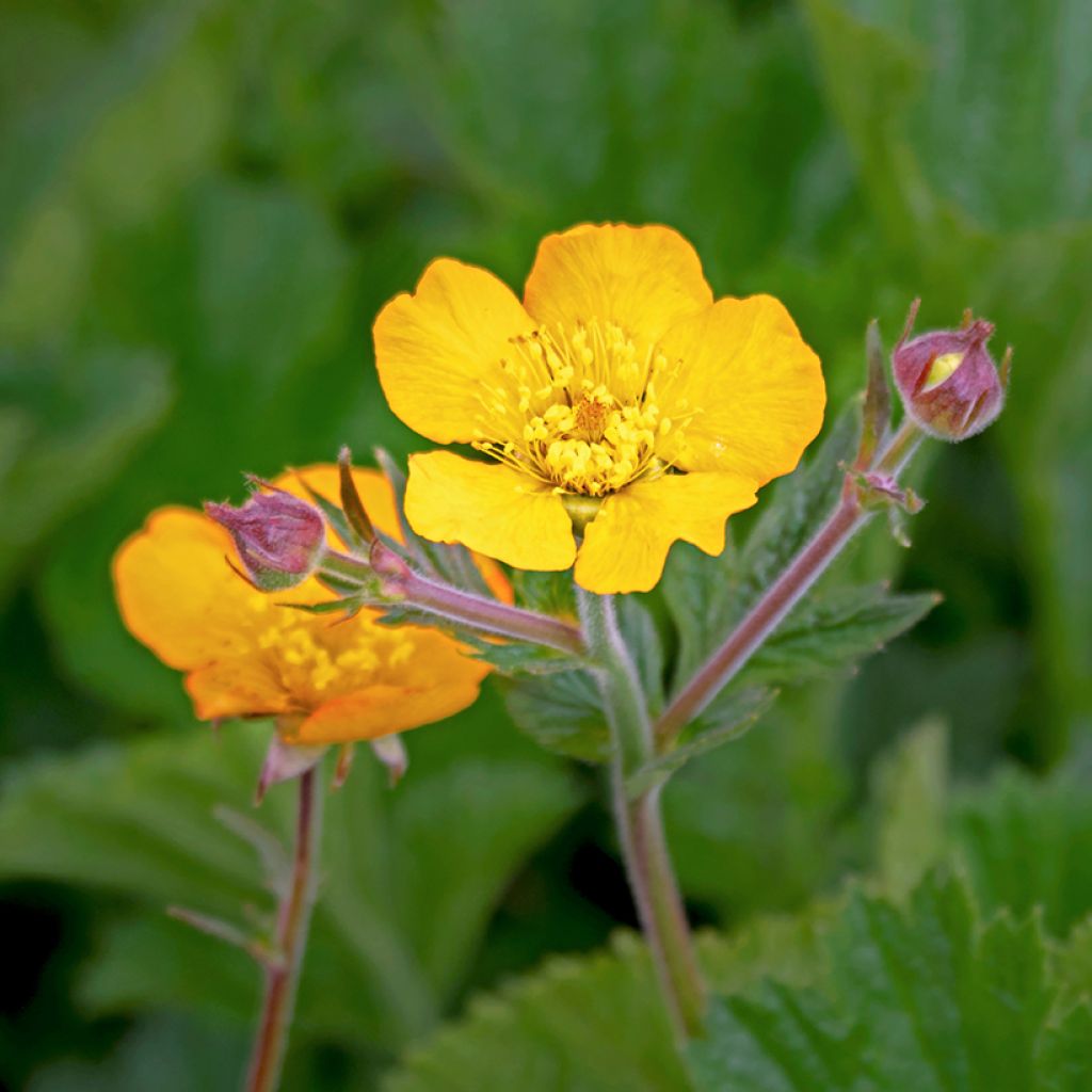Potentilla megalantha - Grootbloemige ganzerik