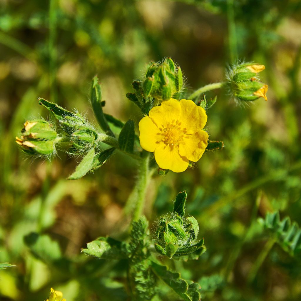 Potentilla megalantha - Grootbloemige ganzerik