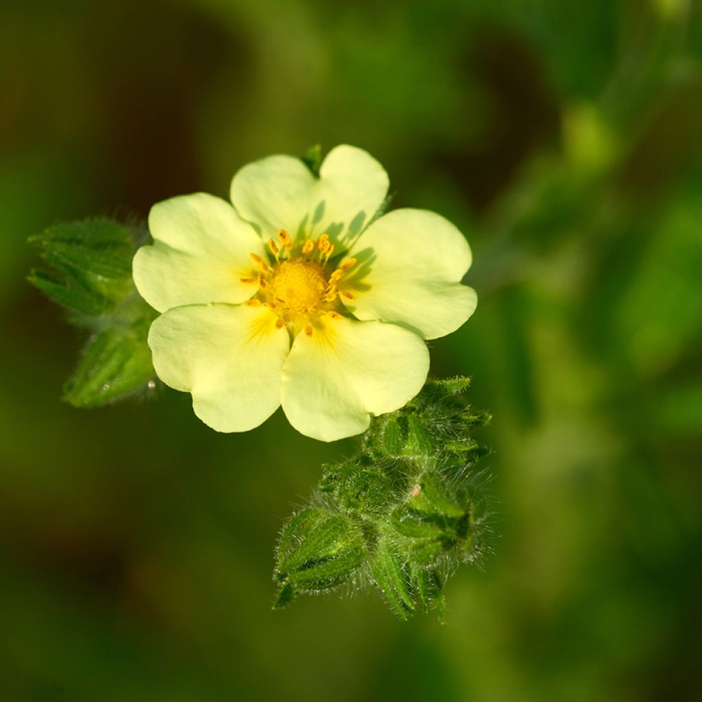 Potentilla recta sulphurea - Rechte ganzerik