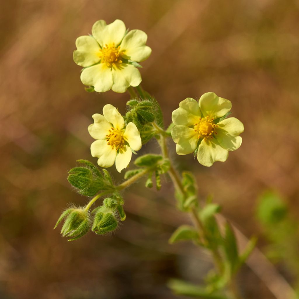Potentilla recta sulphurea - Rechte ganzerik