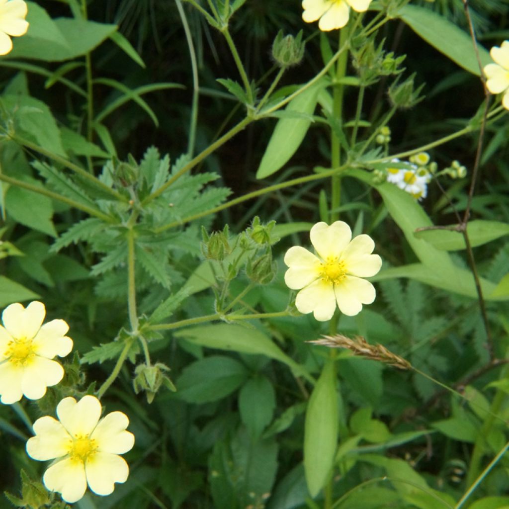 Potentilla recta sulphurea - Rechte ganzerik