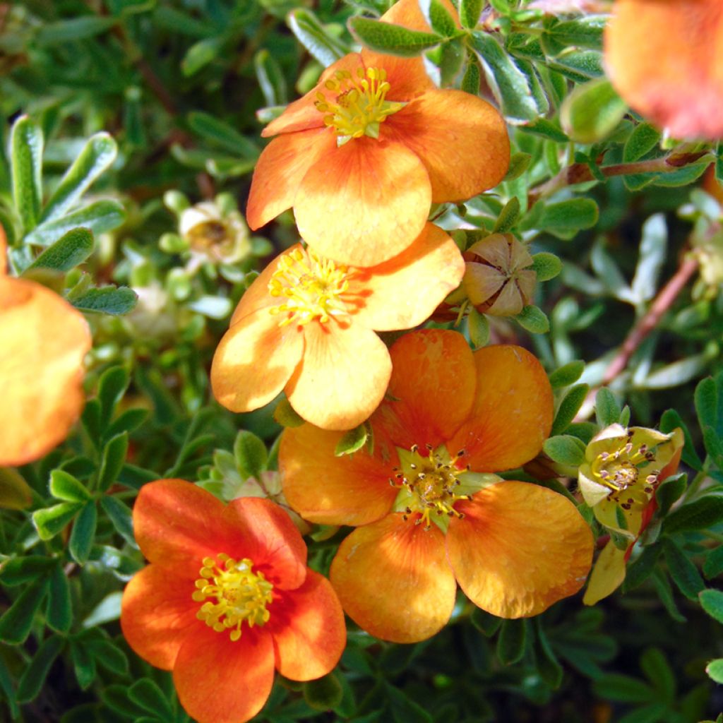 Potentilla fruticosa Hopley's Orange - Struikganzerik