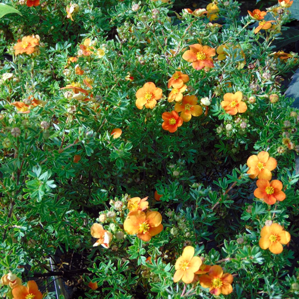 Potentilla fruticosa Hopley's Orange - Struikganzerik