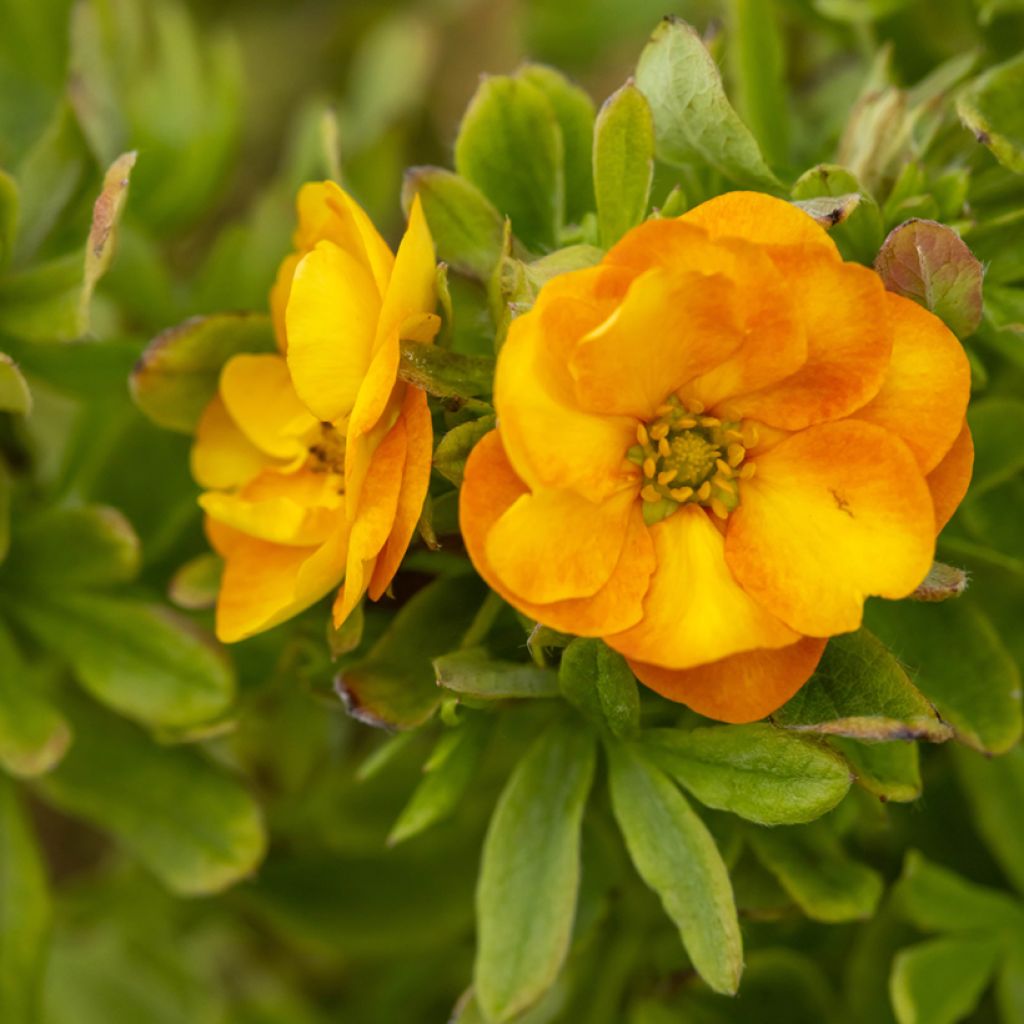 Potentilla fruticosa Marmalade - Struikganzerik