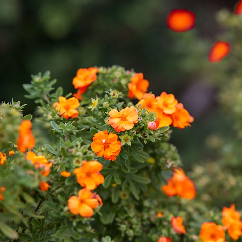 Potentilla fruticosa Marmalade - Struikganzerik